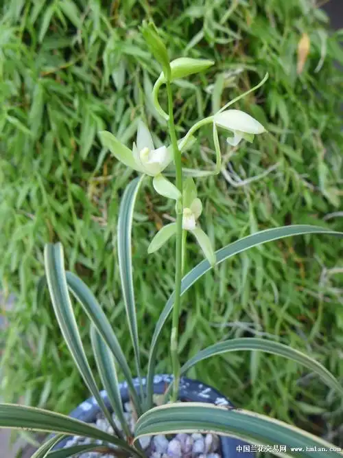 线艺素花峨眉雪带花