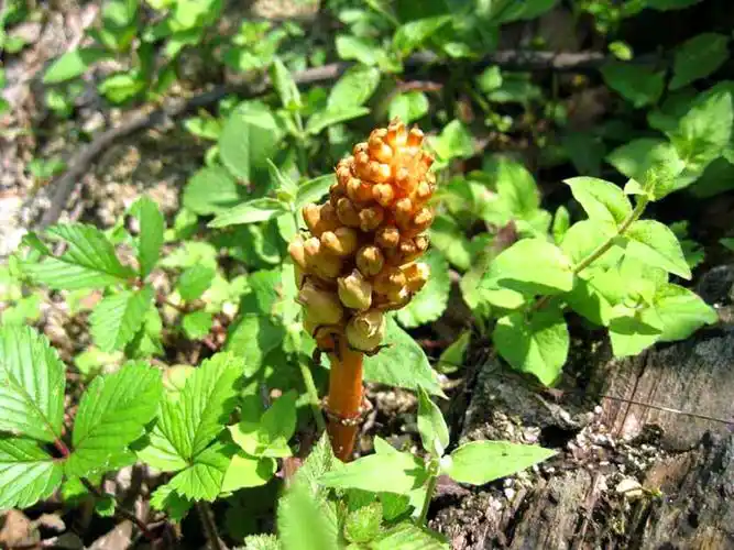 天麻|花箭|农民_新浪新闻