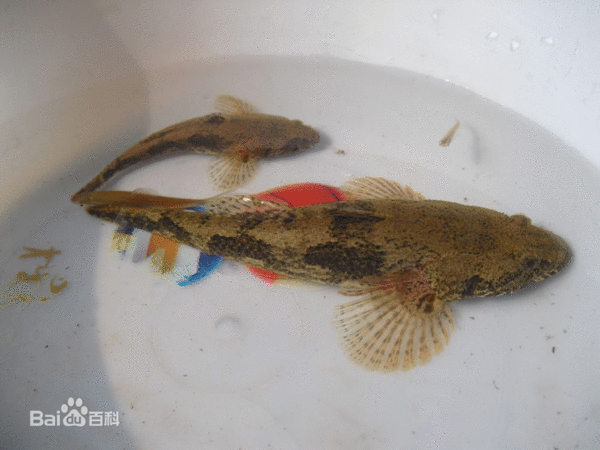 谁知道这是什么鱼.