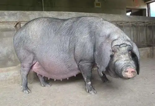 池州三元种猪厂家