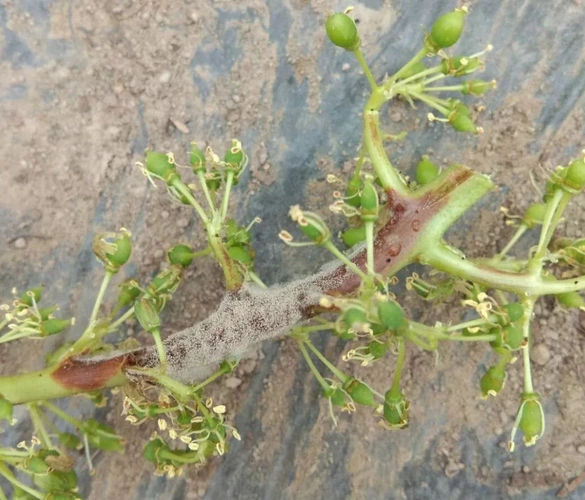 长文推荐最近正是防治葡萄灰霉病的关键时期