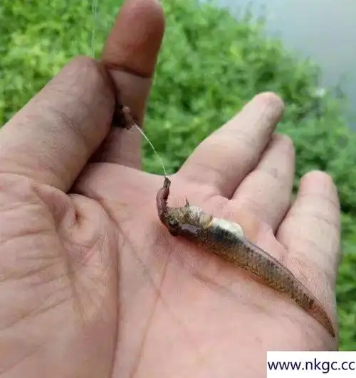 虾虎鱼图片(虾虎鱼吃什么)