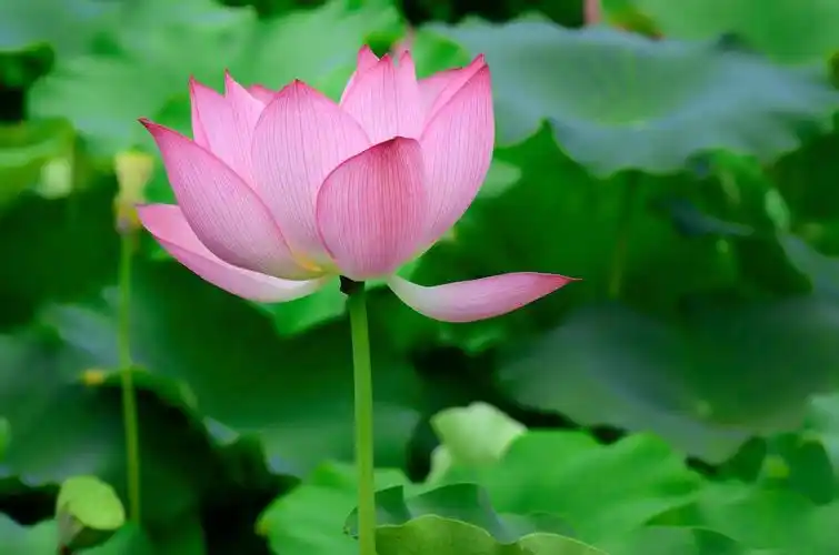 双庙荷花真漂亮