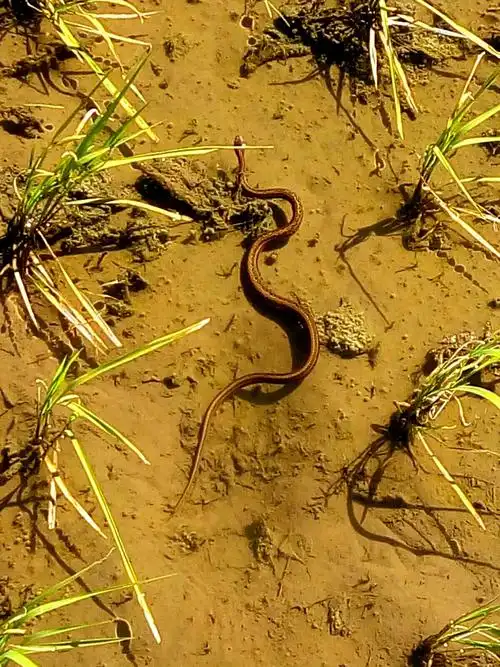 小水蛇