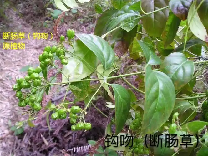 误食断肠草可致命断肠草要与五指毛桃金银花分清楚