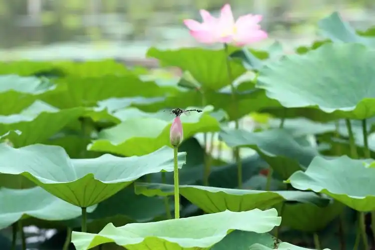 蜻蜓~挺起~夏日~荷香