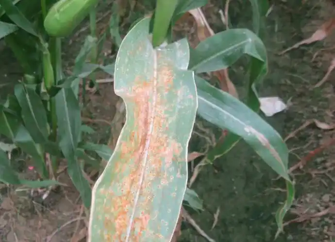 玉米叶部常见病害合集,田间高清图片,防治方案也齐备啦