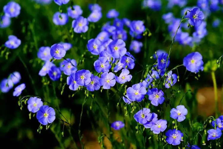 小野花也有春天