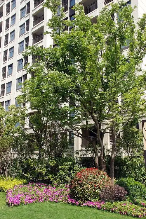社区园林社区植物图片高清新中式小区花园植物图社区树南京常用园林