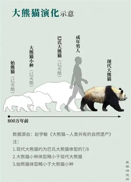 在800万年以前的晚中新世,大熊猫的祖先——始熊猫的栖息地,曾遍布
