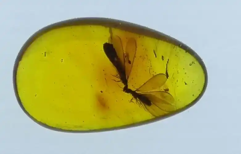 琥珀:地史的吉光片羽