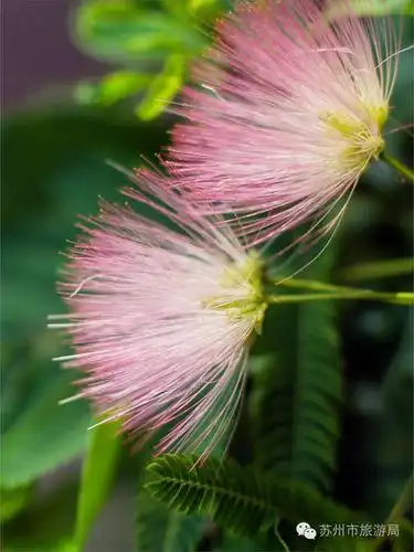 组图|合欢花