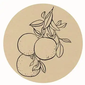 古风手绘工笔小青柑