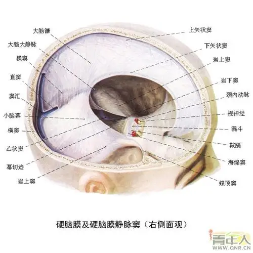 箭头所指的地方看图上标记好像是大脑镰和小脑幕.
