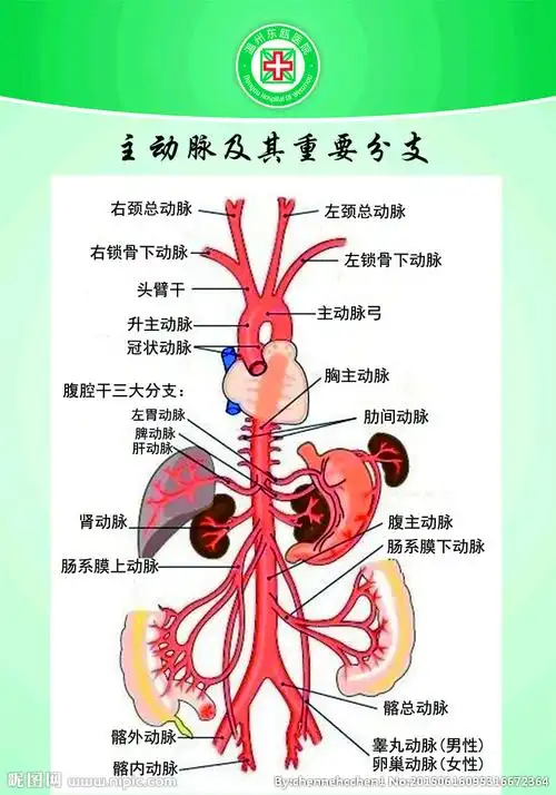主动脉及其分支图片