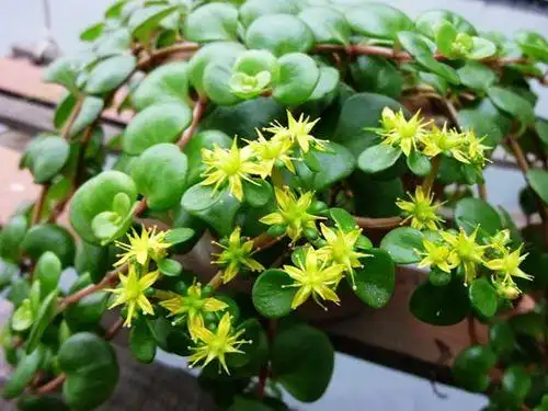 常绿植物圆叶景天的养殖方法与作用分享