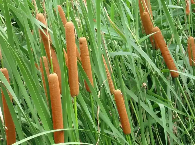 每天最少记一味中药-蒲黄