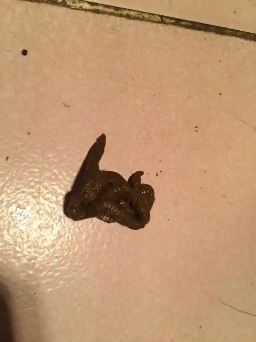 狗狗拉这样的便便算不算成型,算拉肚子吗