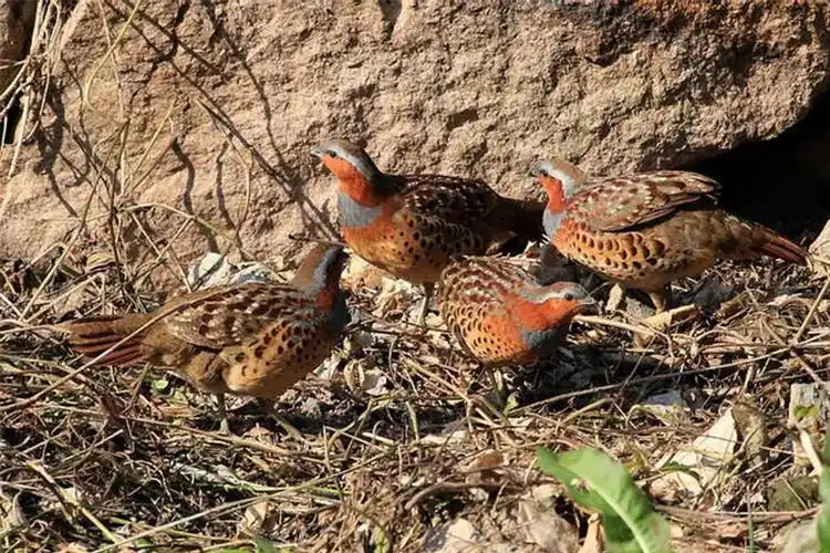 优良竹鸡养殖野生竹鸡竹鸡好吃吗哪家好五金配件网