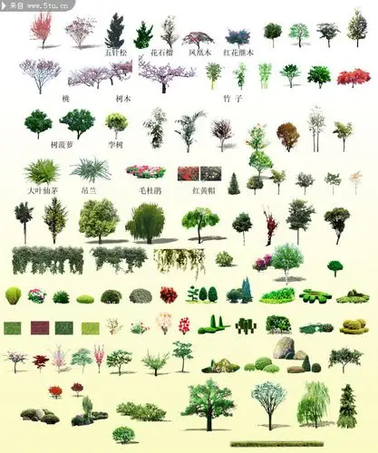绿植图片大全 景观树psd素材-树木类-百图汇素材网