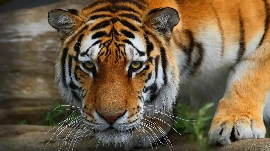 虎捕食-动物摄影hd壁纸