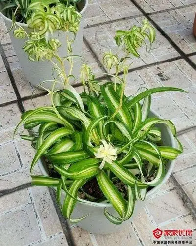 吊兰品种图片大全