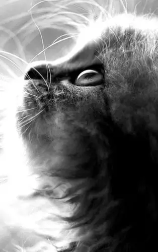 黑色猫咪可爱高清手机壁纸图片 第5页-高清背景图-zol手机壁纸