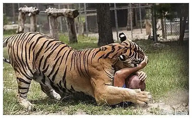 史上最残忍的老虎横跨两国疯狂吃人这是为什么呢