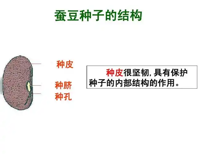 蚕豆种子的结构 种皮 种脐 种孔 种皮很坚韧,具有保护 种子的内部结构