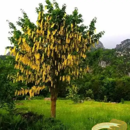 神仙掉落人间的"金链子"——苏格兰金链树