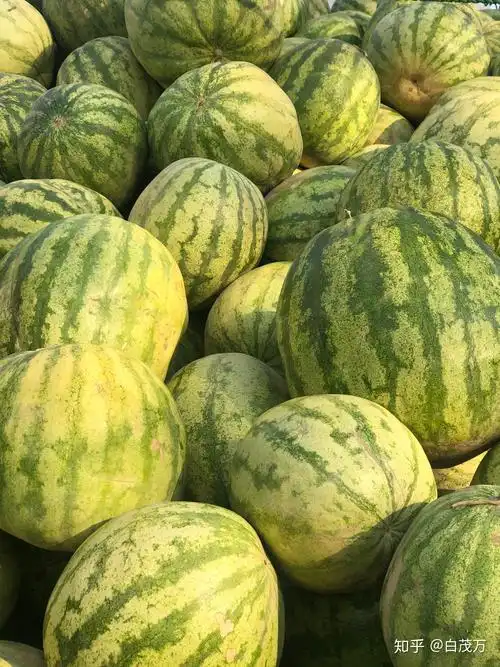 独具风味的"兰州籽瓜"又来到这个城市,与喜食者如