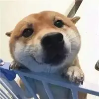 2021最新可爱的萌宠动物个性头像 愿新年胜旧年平平安动物头像:高清