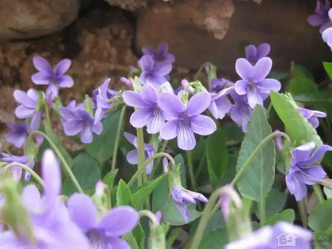 堇菜长什么样 堇菜分布在哪些地方