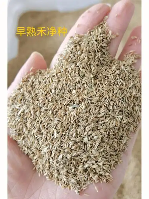 容易混淆的草籽对比,不要买错了后悔!