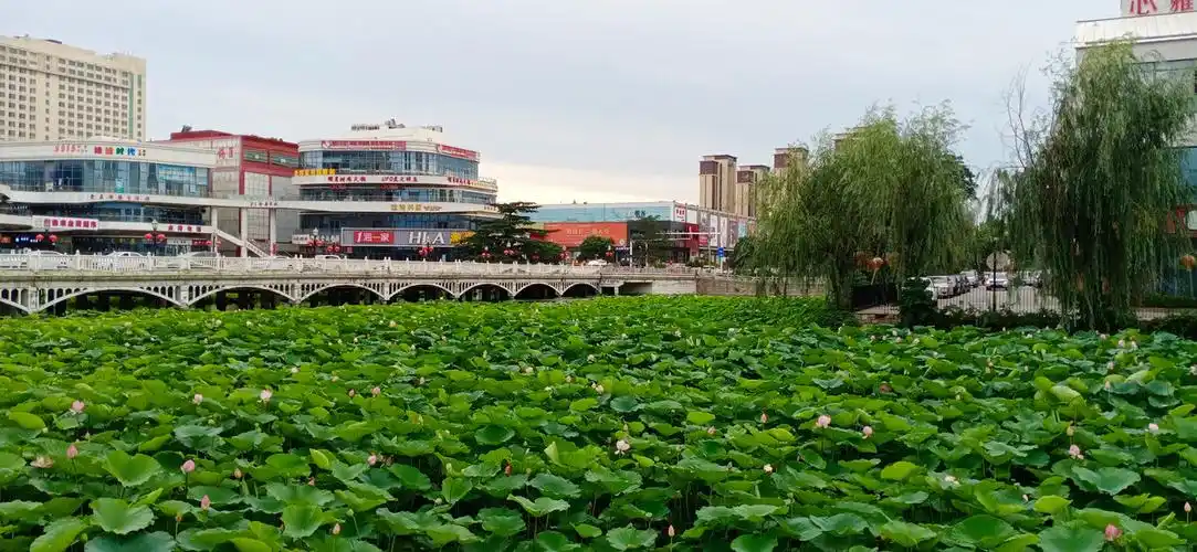 山东省平度市荷花湾拍摄于2021年7月22日下午