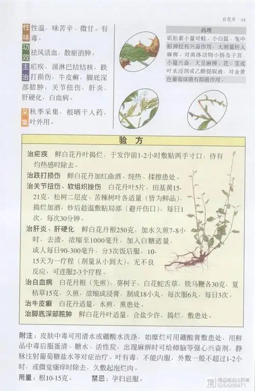 白花丹有毒性,对皮肤刺激性大,通常用嫩枝叶外用,并注意控制用时;根头