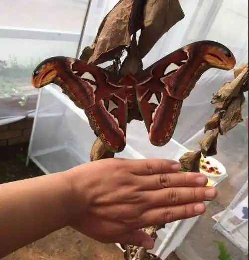 乌桕大蚕蛾,属鳞翅目大蚕蛾科,体型着实不小,它也有着一项桂冠----"