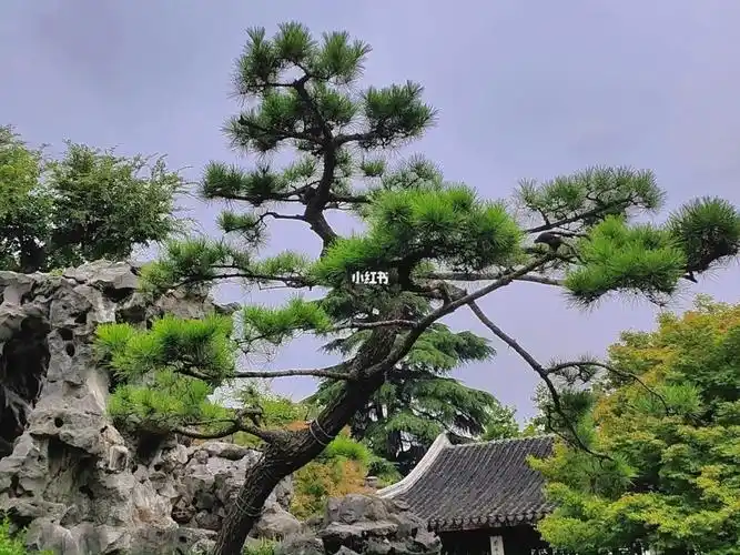 苏州园林   #园林   #松树