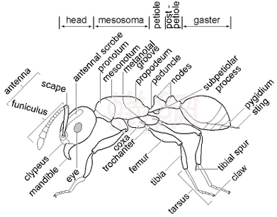 午夜读书笔记系列第4集–蚂蚁的身体构造