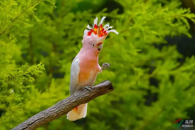 米切氏凤头鹦鹉