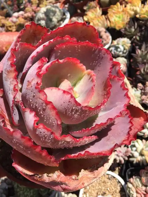 蓝色妖姬又叫法国皇后老桩多肉植物包菜三仙之一多肉植物