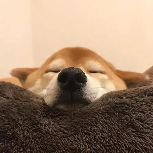 柴犬人头像搞笑眼睛很小