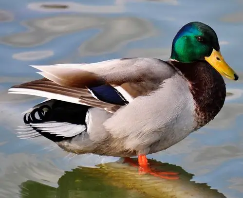 the mallard