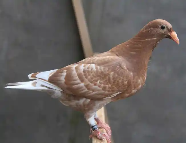 【慕利门白尾号直子】 保证金级 拍卖