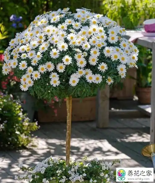 玛格丽特底叶出现发黄什么原因