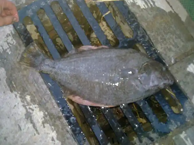 这个鱼是什么鱼?怎么做?