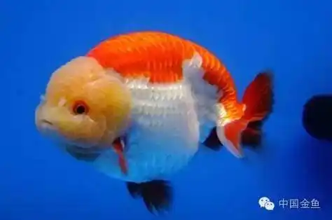 国粹金鱼品种介绍之兰寿金鱼多图