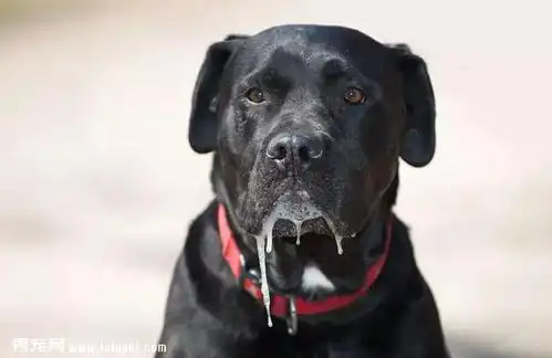 狗狗为什么流口水?狗狗流口水的原因是这些