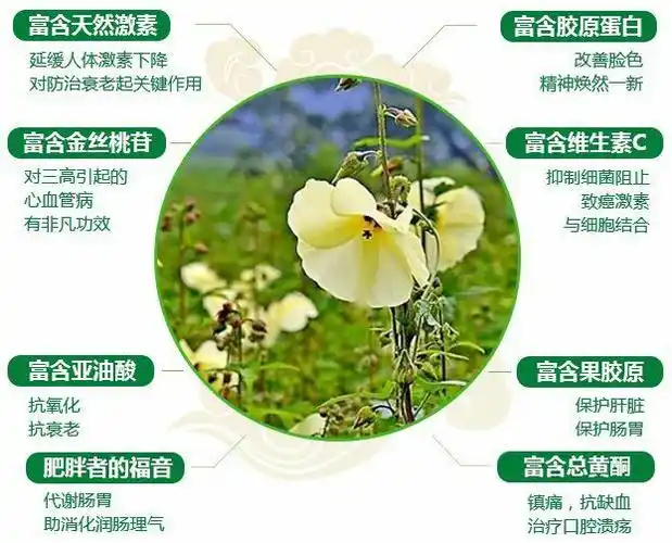 十个为什么 写美篇     金花葵富含各种维生素具有抗炎,镇疼等功效,促