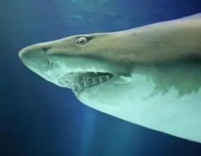 p>噬人鲨(学名: i>carcharodon carcharias /i>)是鲭鲨科,噬人鲨属的